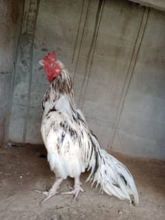 aseel