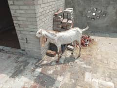 makhi