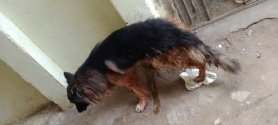 wanna to sell German shepherd trained male