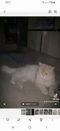Persian gorgeous  cat available for this  page