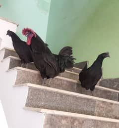 1 asterlobe murgha 2 ayam cemani murghi