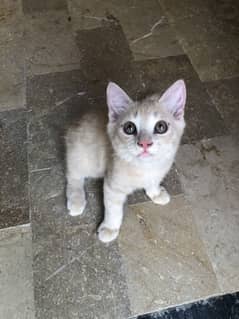 Persian ginger cat