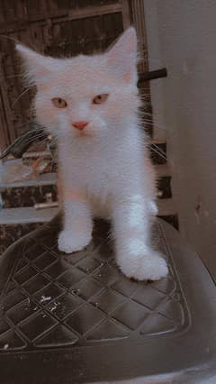 persion cat