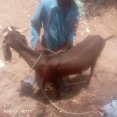 abi tk lagie he