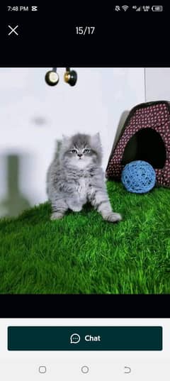 PERSIAN KITTEN FOR SALE ONLY CONTACT WHATUP 03292450497