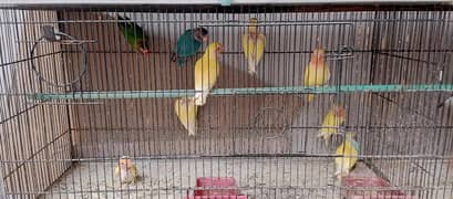 lovebird