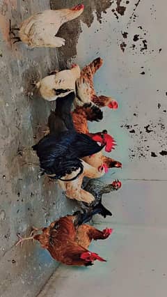 eggs laying hens  pure Desi home breed