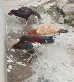 chicken