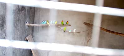 parrot pairs