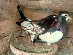 Kala khal breeder pair for sale