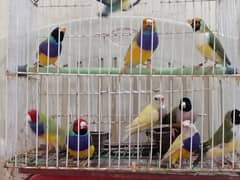 Gouldian