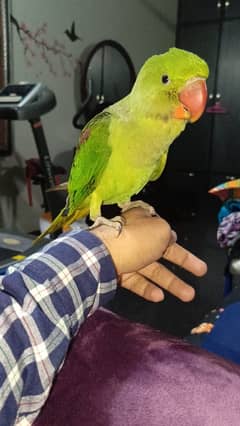 parrot sale