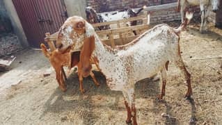 3Goats male and female For Sale