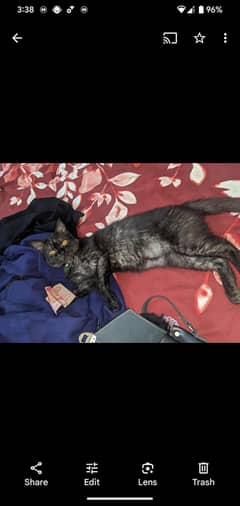 ghr ki cat hae. mixed breed fully trained