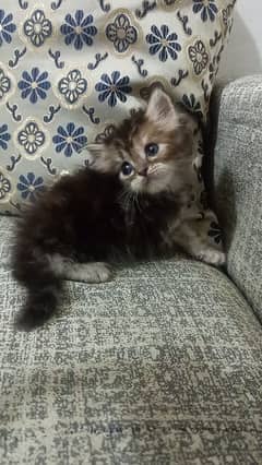 Persian kittens /long coat kittens /fluffy kittens /Calico