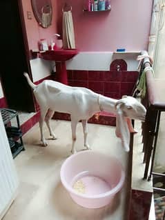 gulabi bakri. or 4 month ka bakra
