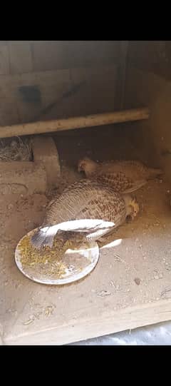 Sindhi