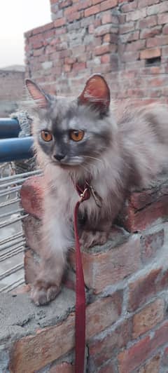 cat Turkish angora