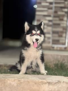 Siberian