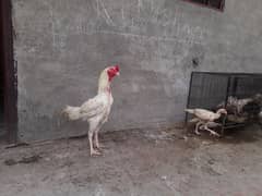 heera aseel chiks paper white
