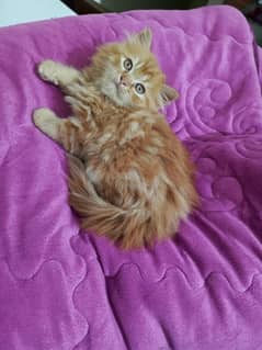 cat for sale