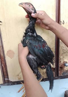 aseel patha urgent for sale 3patha ke price 7200 03036068703