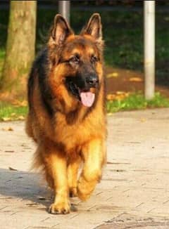 German