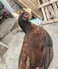 aseel murgi for sale  high quality