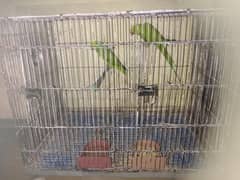 PARROTS
