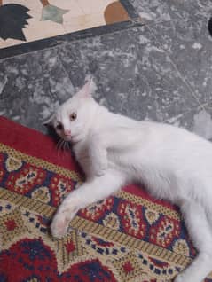 KHAO MANEE CAT FOR SELL