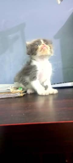 CUTE