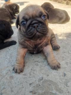 pug