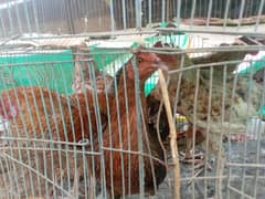 ionhens for sale