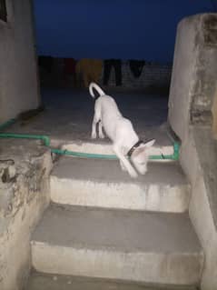Gultair