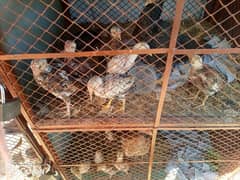 Hen Cage for Urgent Sale