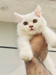 persian