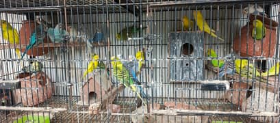 Australian, Love birds, Cocktail and Cage For Sale In Bahria Town