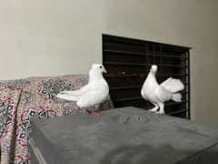 Lukka kabootar Pair