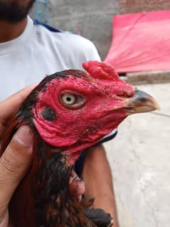 aseel murga