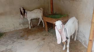 gulabi
