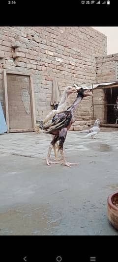 aseel Pure Sindhi pathy for sale 2500 per piece
