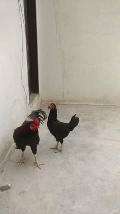 Hens pair