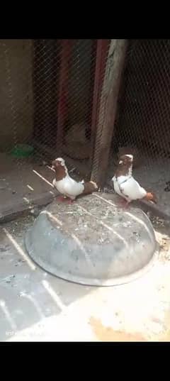 imported pigeon