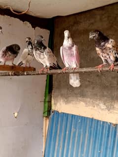 higher flyer kabootar for sale