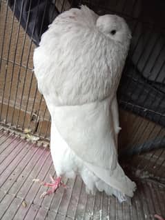 pouter breeder pair
