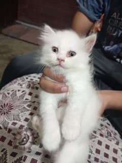Persian kittens available white and grey color