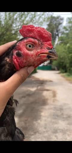 pure mianwali aseel murga mushka Jodi