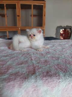 peki/Peke-Face male kitten for sale