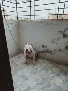 American Pitbull