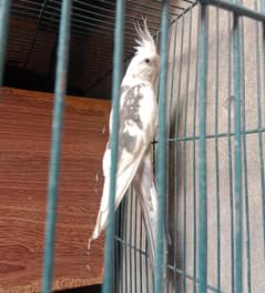 Cockatiel for sale breeder pair 03004913110